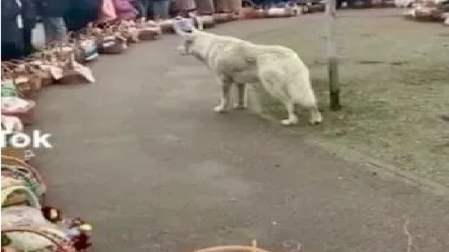 ЭТО НАСТОЯЩЕЕ ПРОИСШЕСТВИЕ